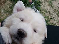 abruzzese mastiff puppy